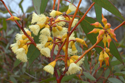 Eucalyptus luculenta