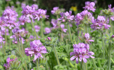 Rose Pelargonium (Pelargonium capitatum)