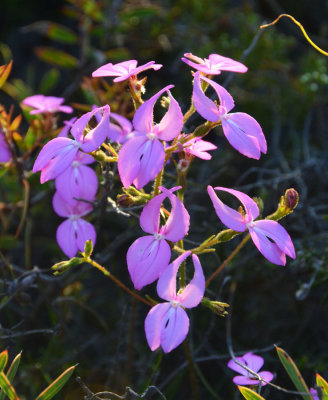 Crab Claws (Stylidium macranthum)