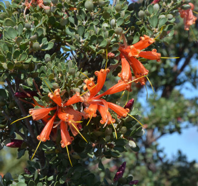 Noongar Chittick (Lambertia inermis)