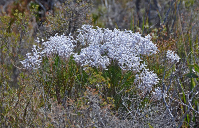 Fine-leaved Smokebush (Conospermum distichum)