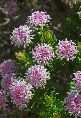 Pink Riceflower (Pimelea ferruginea)