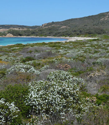 floral landscape