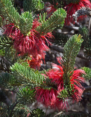 Woolly Net-bush (Calothamnus villosus)