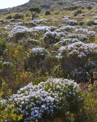 floral landscape