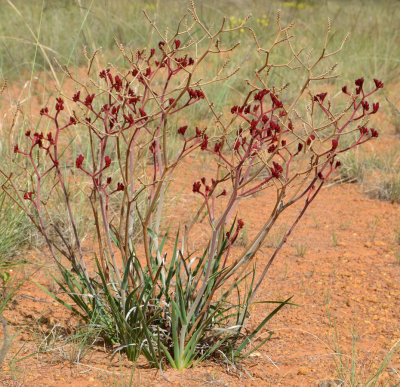 Red Kangaroo Paw (Anigozanthos rufus)
