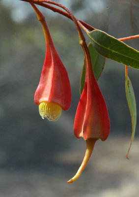Beaked Fuchsia Mallee (Eucalyptus dolichorhyncha)