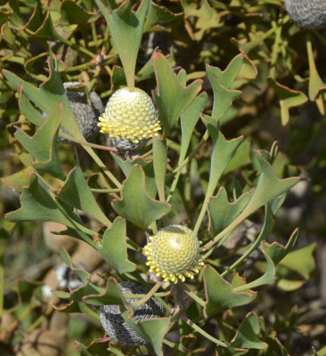 Barrel Coneflower (Isopogon trilobus)