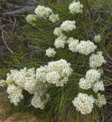 Spider Smokebush (Conospermum teretifolium)