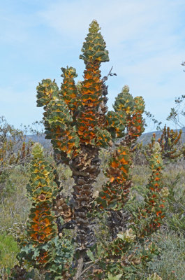 Royal Hakea (Hakea victoria)