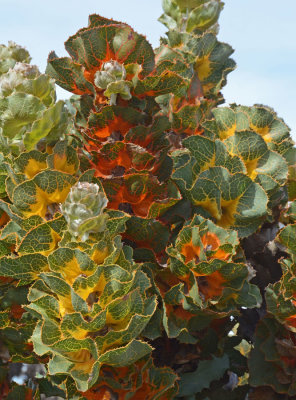 Royal Hakea (Hakea victoria)