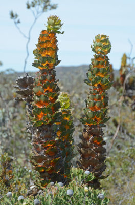 Royal Hakea (Hakea victoria)
