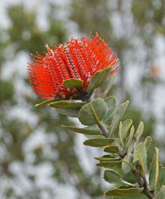 Scarlet Banksia (Banksia coccinea)