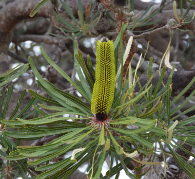 Slender Banksia (Banksia attenuata)