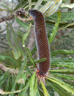 Slender Banksia (Banksia attenuata)