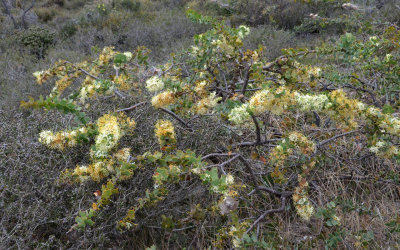 Harsh Hakea (Hakea prostrata)