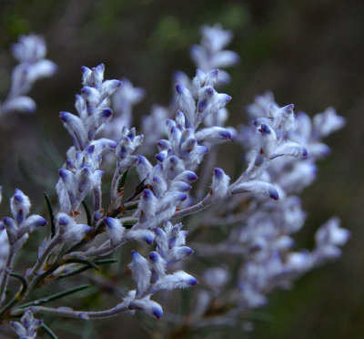 Blue-tipped Smokebush (Conospermum spectabile)