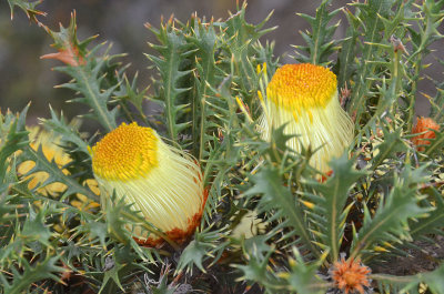 Prickly Dryandra (Banksia falcata)