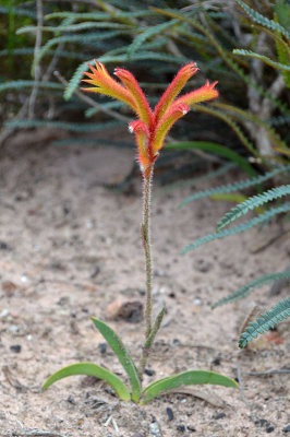 Catspaw (Anigozanthos humilis)