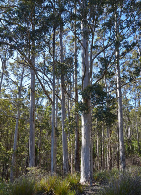 Karri (Eucalyptus diversicolor) forest