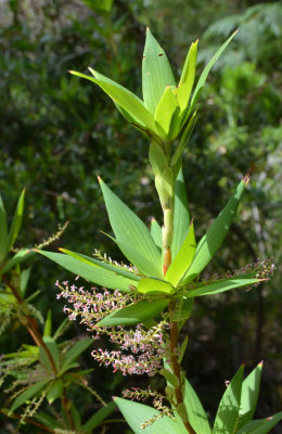 Tassel Flower (Leucopogon verticillatus)
