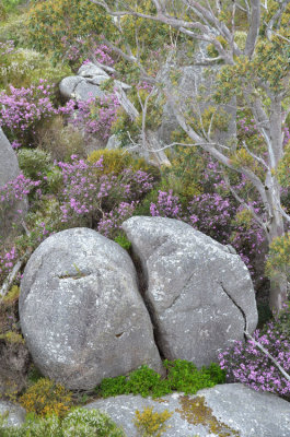 floral landscape with boulders