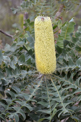 Bull Banksia (Banksia grandis)