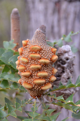 Bull Banksia (Banksia grandis)