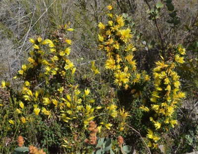 Prickly Honeysuckle (Lambertia echinata subsp. citrina)