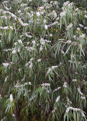 Weeping Peppermint (Agonis flexuosa)
