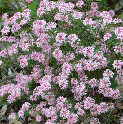 Rose Banjine (Pimelea rosea)