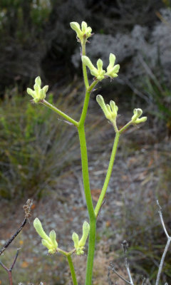 Tall Kangaroo Paw (Anigozanthos flavidus)