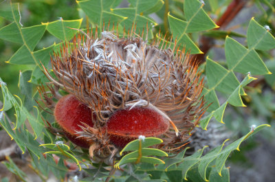 Bull Banksia (Banksia grandis)