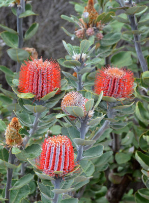 Scarlet Banksia (Banksia coccinea)
