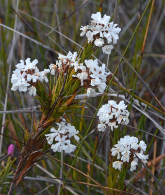 Sphenotoma sp