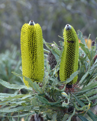 Slender Banksia (Banksia attenuata)