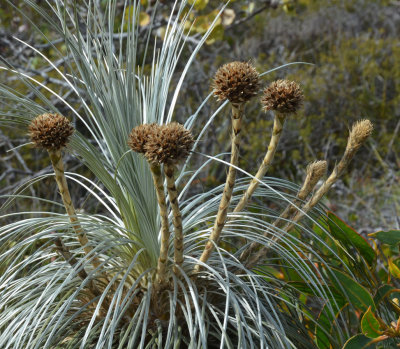 Kingia (Kingia australis)