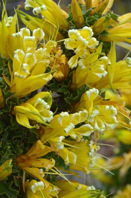 Prickly Honeysuckle (Lambertia echinata subsp. citrina)