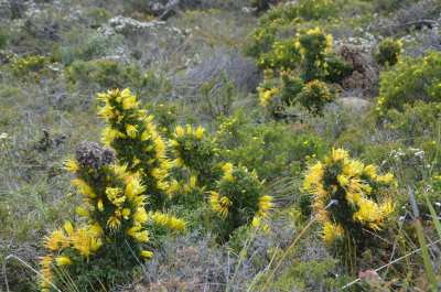 Prickly Honeysuckle (Lambertia echinata subsp. citrina)