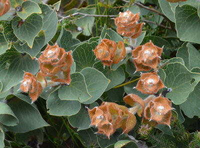 Hood-leaved Hakea (Hakea cucullata)