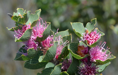 Hood-leaved Hakea (Hakea cucullata)