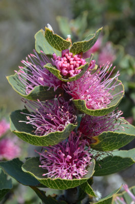 Hood-leaved Hakea (Hakea cucullata)