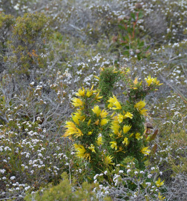 heath flowers