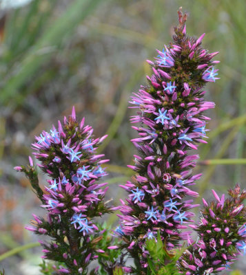 Foxtails (Andersonia caerulea)