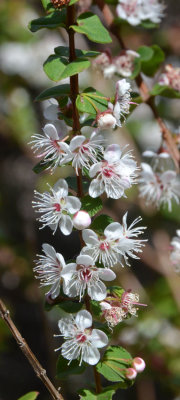 Hypocalymma cordifolium