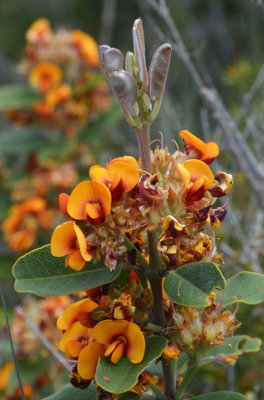 Yellow Mountain Pea (Nemcia crenulata)