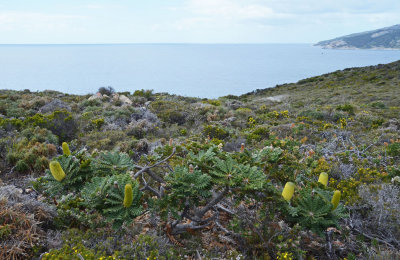 coastal landscape