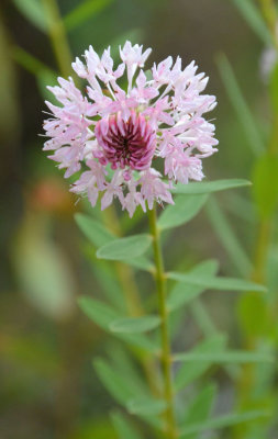 Rose Banjine (Pimelea rosea)