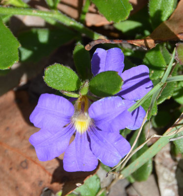 Royal Robe (Scaevola calliptera)