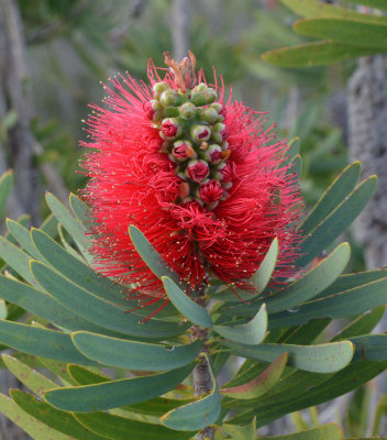 Albany Bottlebrush (Melaleuca glauca)